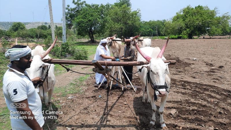 Vijayapura District inchageri mutt Swamiji Farming rbj