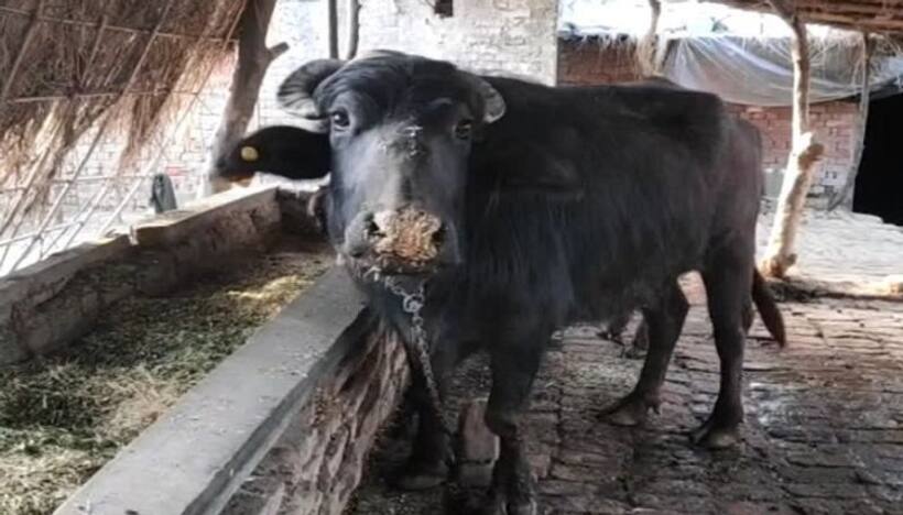 किसकी भैंस और किसका बच्चा? थाने पहुंचे इस अनोखे मामले के बाद हैरत में अधिकारी, करवाया डीएनए टेस्ट