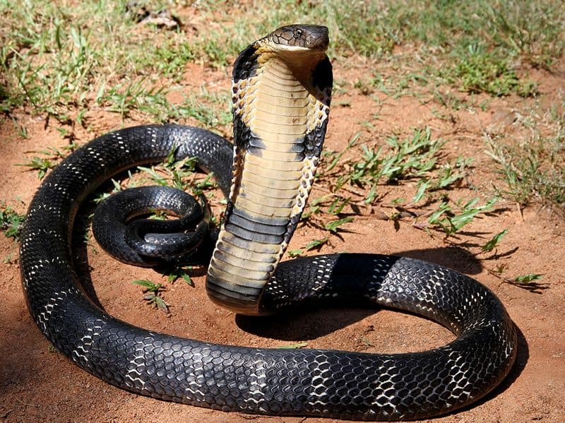 four deadliest snakes in Kerala 