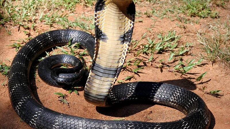 king cobra