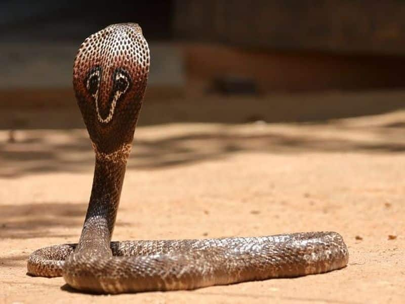 four deadliest snakes in Kerala 