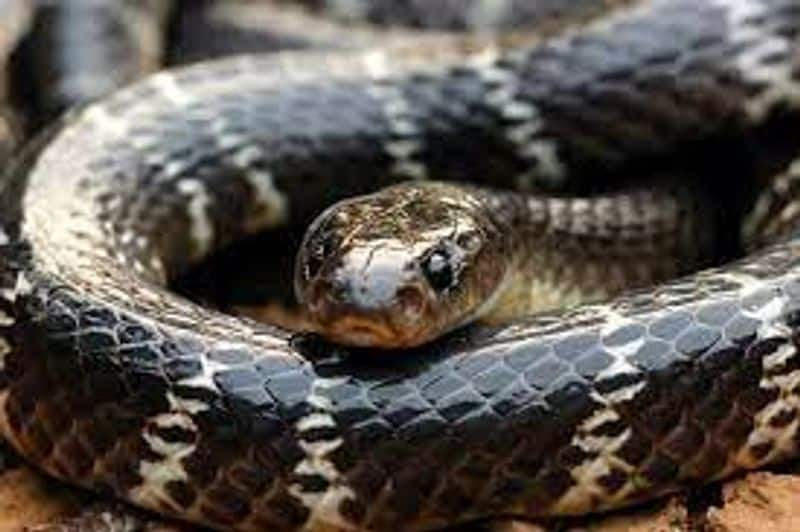 four deadliest snakes in Kerala 