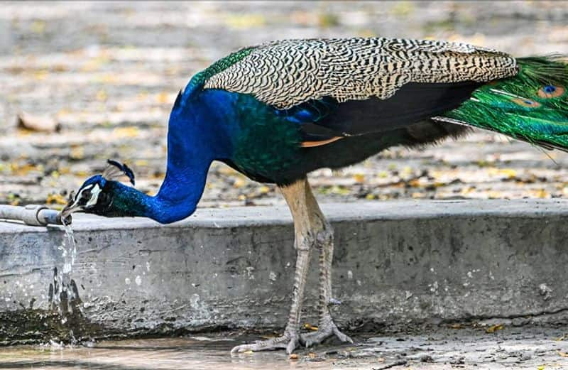 A rare truth told by the Siddhas about Peacock death