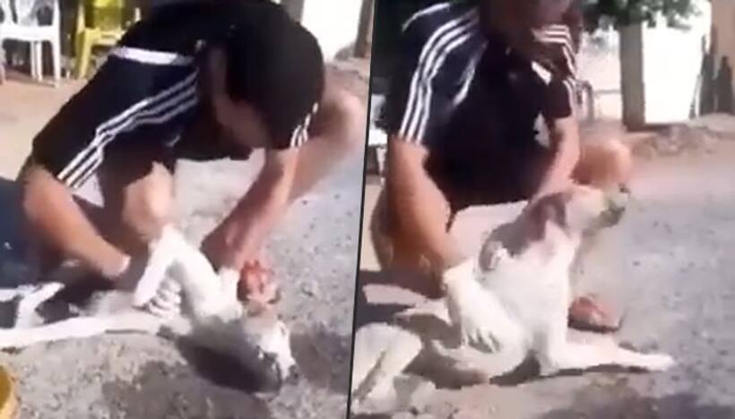 Man conducts CPR on a dog; heart warming video goes viral