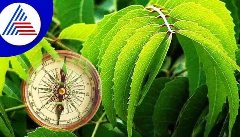 Neem tree helps in getting rid of Shani and Pitra Dosh skr