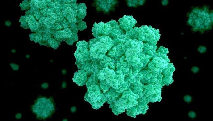 Norovirus