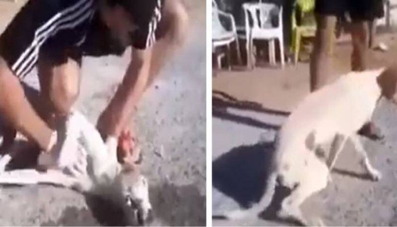 man performing cpr to save dogs life 