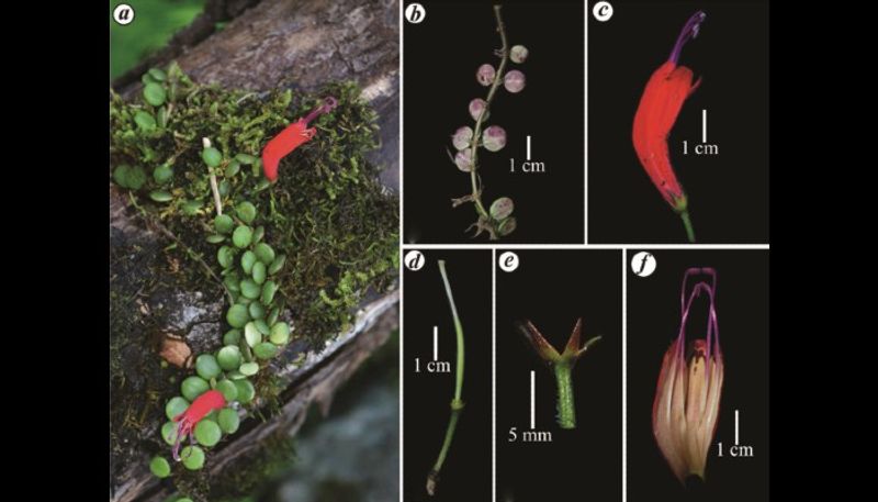 Unbelievable Rare 'lipstick' plant rediscovered in Arunachal Pradesh after 100 years snt