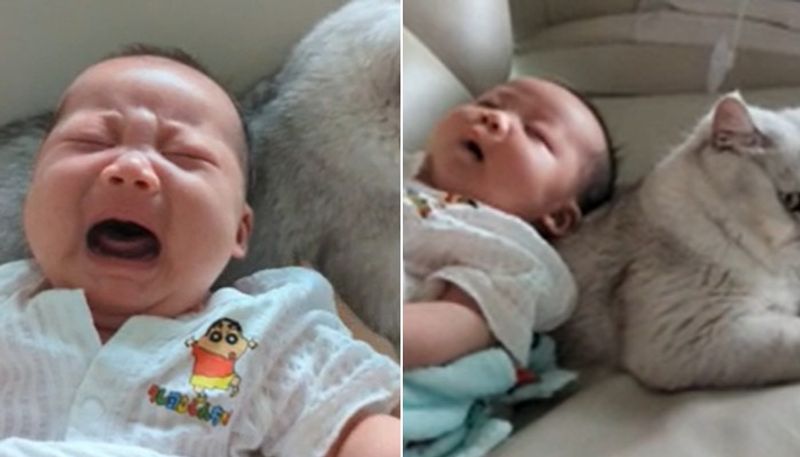 cat babysitting infant the adorable video goes viral 