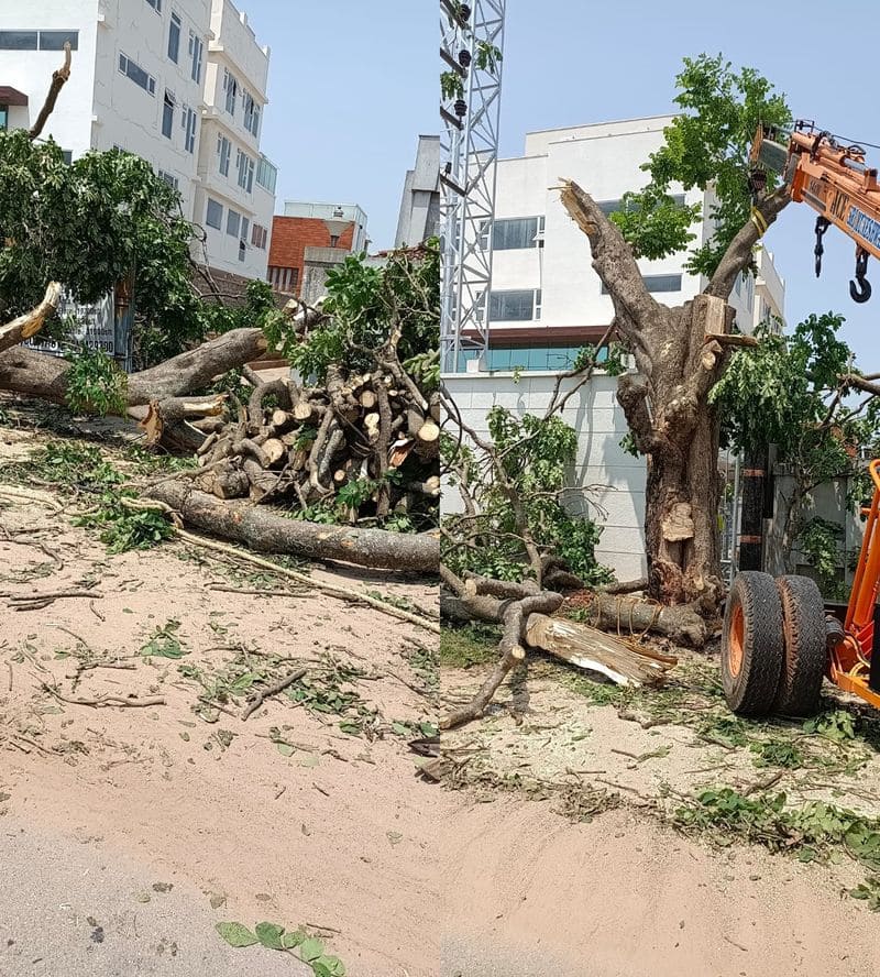 50 year old- tree cuts In Anekal on world environment-day rbj