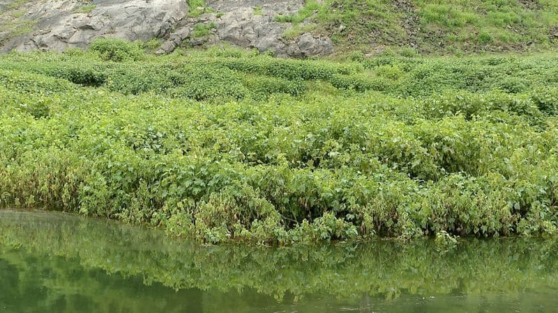 occupying plants invent at thrissur peechi wildlife sanctuary