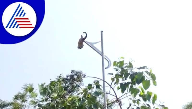 Thieves steal solar lights and masked with cow skeleton on it in Belagavi   gow