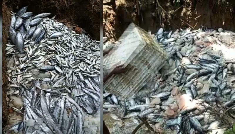 Ten thousand kilogram of stale fish seized and destroyed at Anchuthengu