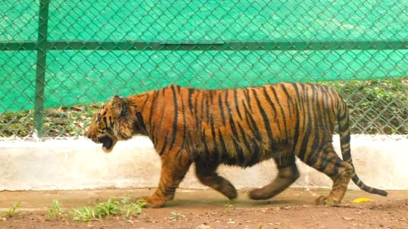 Rescued tiger cub gets new enclosure on World Environment Day at valparai