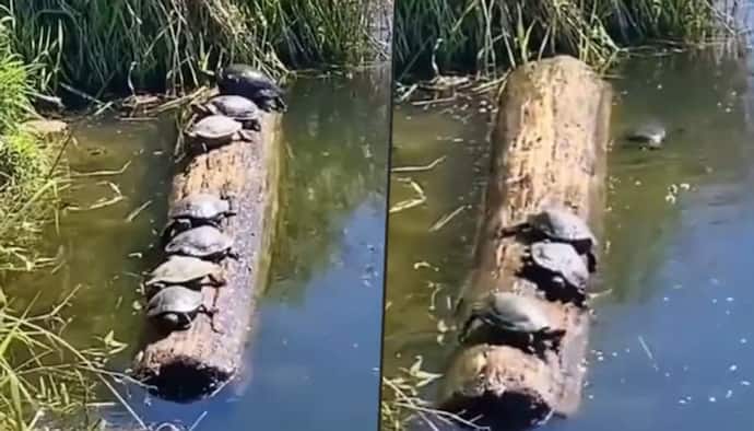 Turtles balancing on wooden log in a river will leave you in splits; watch