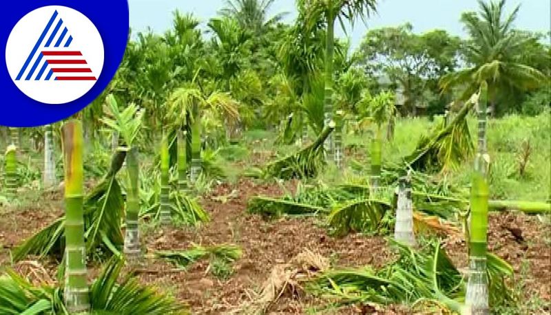 son-in-law who destroyed his father-in-law's Nut plantation in Haveri grg 