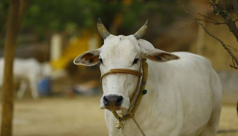 Cow Dance While Concert at Kasaragod in Kerala grg 