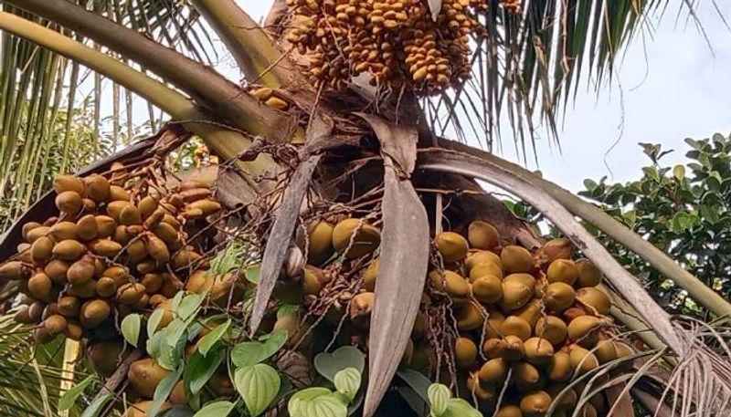 rare coconut tree in Malappuram 