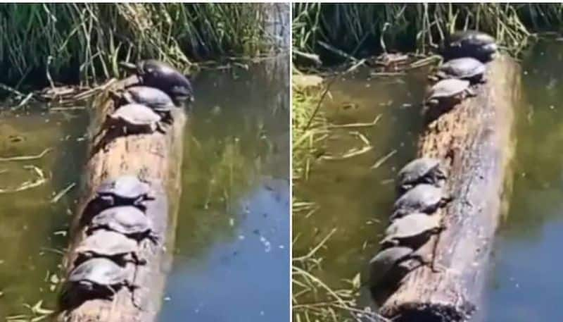 seven turtles balancing on a log