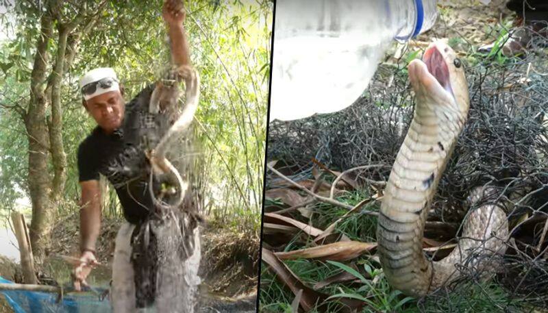 Man rescues King Cobra entangled in fishnet; video goes viral - gps