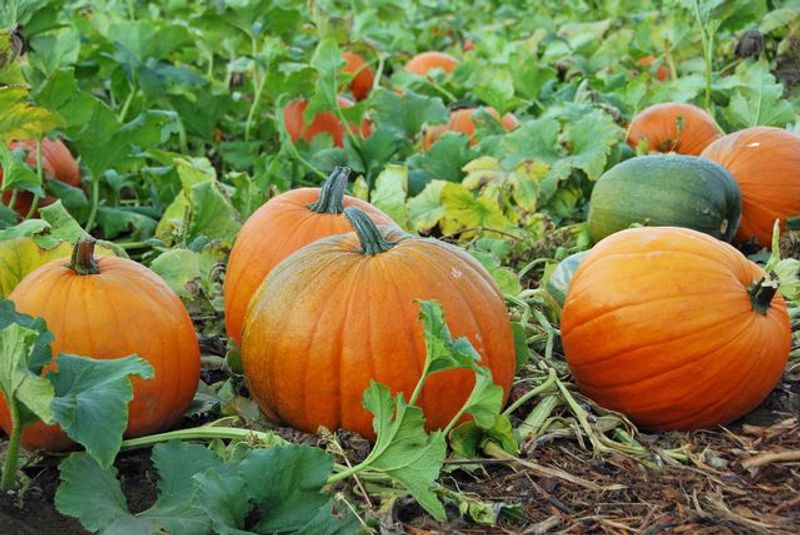 wonderful health benefits of pumpkin leaves in tamil mks