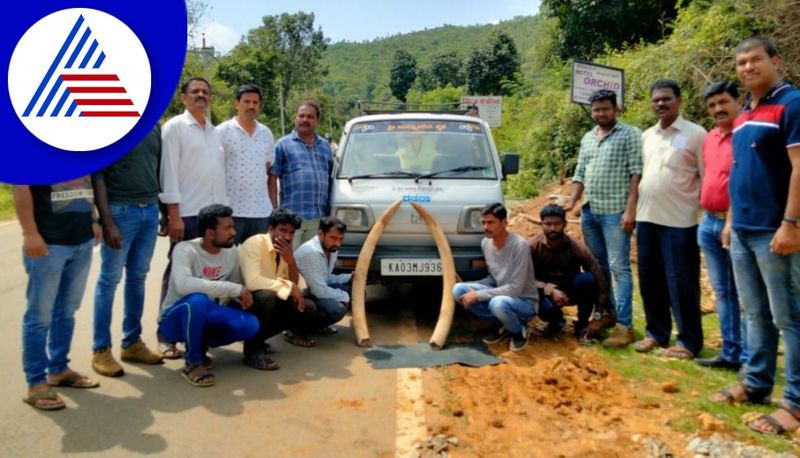 five held in chikkamagaluru for ivory illegal trade gvd