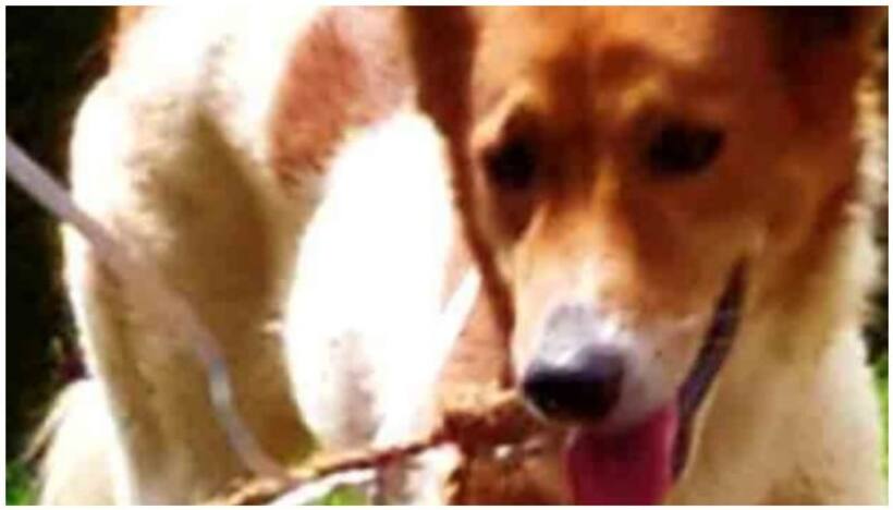 Pet Dog: రెండు పెంపుడు కుక్కల మధ్య పోట్లాట.. షూట్ చేసిన యజమాని.. ఇద్దరు వ్యక్తుల దుర్మరణం (Video)