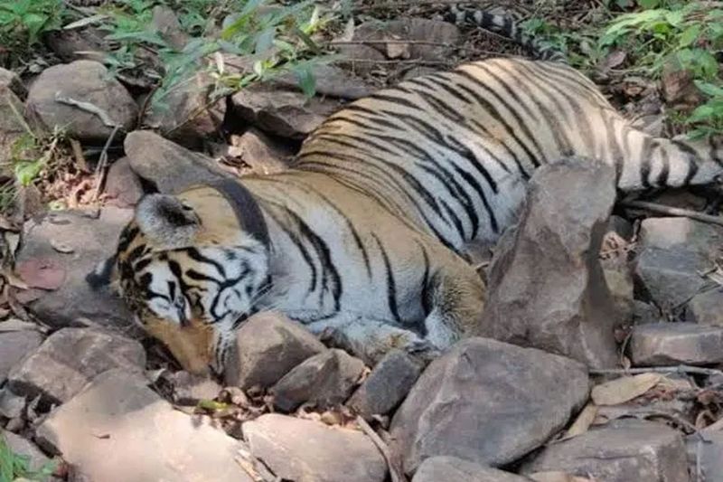 11 tigers died in karnataka in 6 months grg 