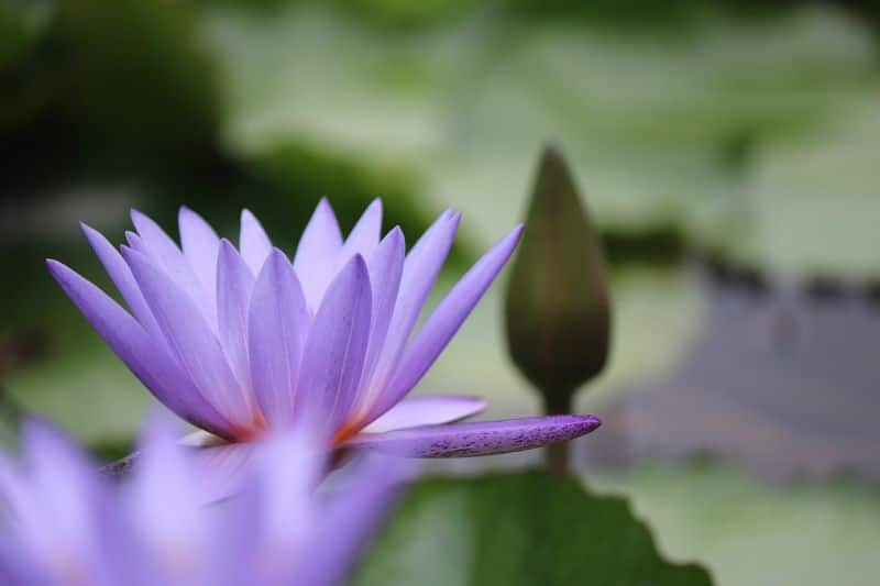 Astro Tips: One Lotus Can Bring You Luck And It Will Competely Change Your Life 