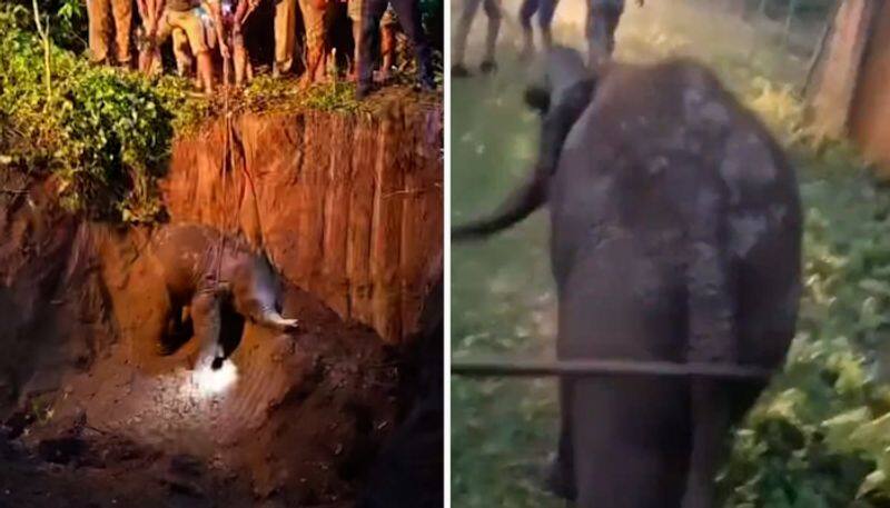 Watch Forest dept rescues baby elephant from ditch; operation carried for 4 hours-tgy