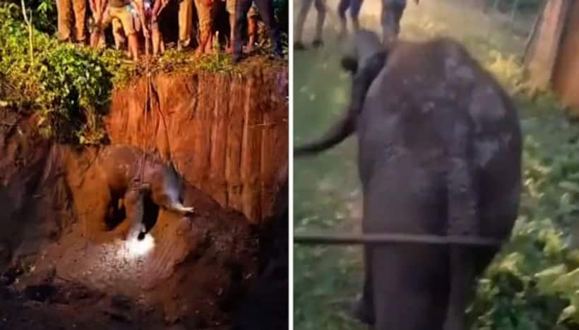 Watch: Forest dept rescues baby elephant from ditch; operation carried for 4 hours