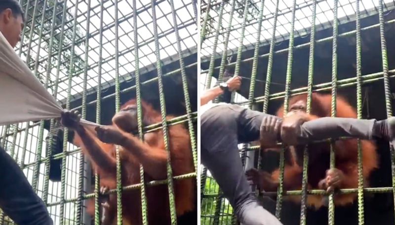 Watch Angry orangutan pulls up man's shirt from its cage in Indonesia-tgy