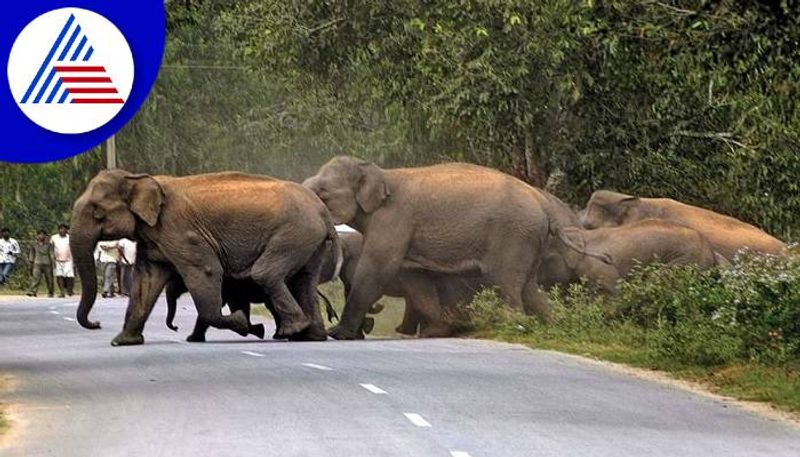 Wild Elephant Food Package For Prevent Elephant in Kodagu grg 