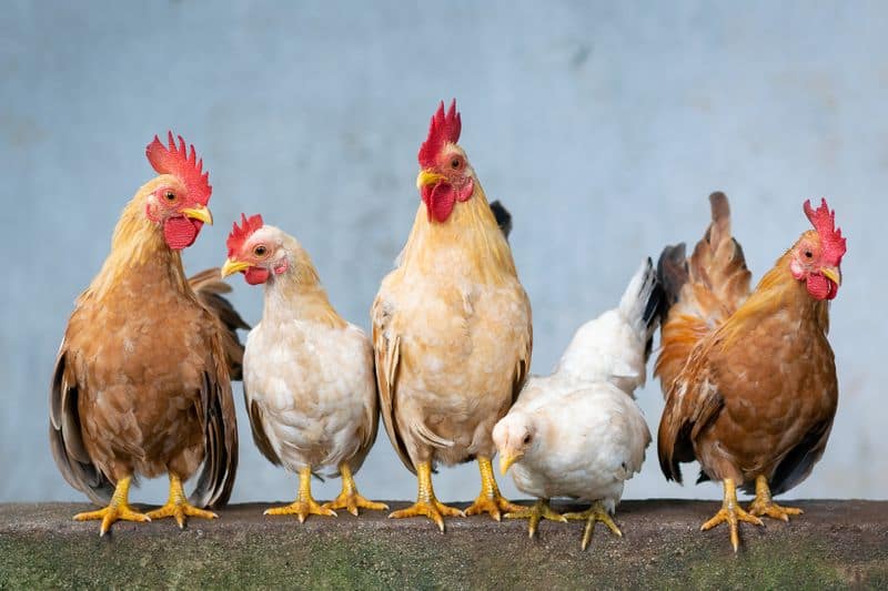 Man stealing chicken Caught and beaten up by villagers in raichuru mnj 