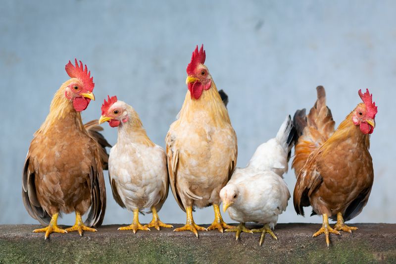 Man stealing chicken Caught and beaten up by villagers in raichuru mnj 