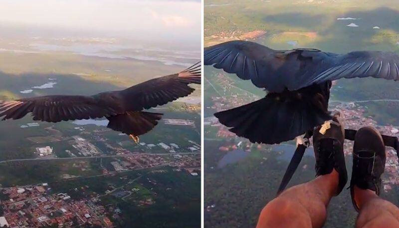 Watch Man paraglides with a black vulture-tgy