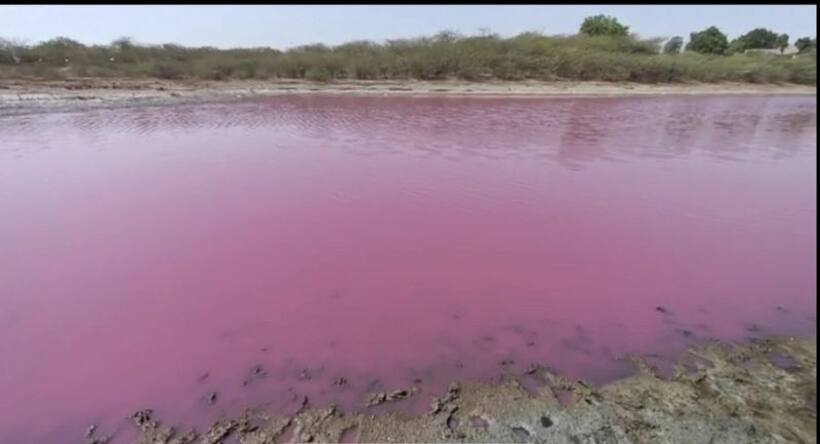 Lake water turns pink: ఏకంగా ఒక‌ స‌ర‌స్సు నీరంతా గులాబీ రంగులోకి మారింది.. ఏందుకు? 