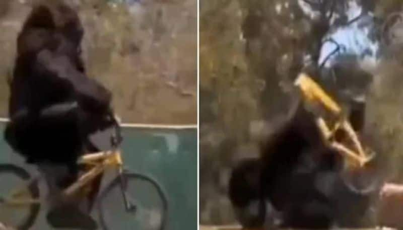 Gorilla falls down from bicycle 