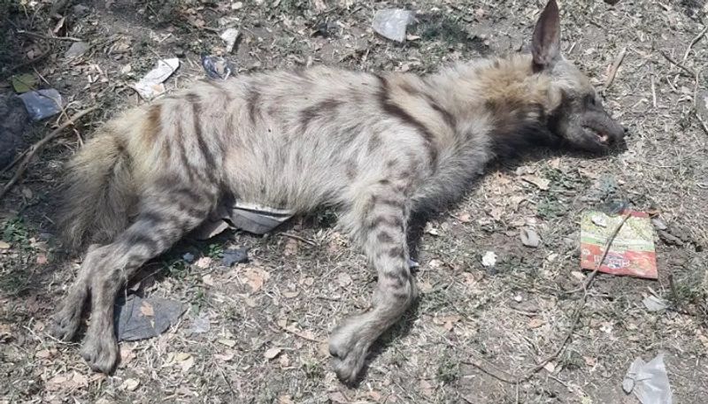 Hyena Killed at Lingsugur in Raichur grg