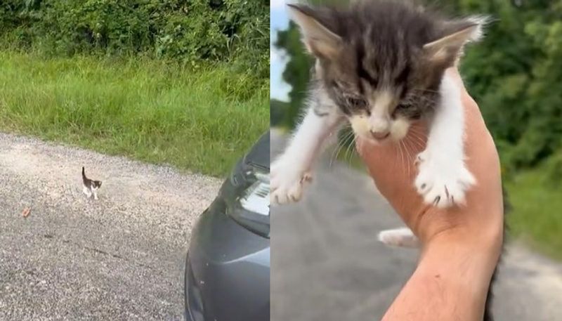 a shooter shared the video of he rescuing kittens from road 