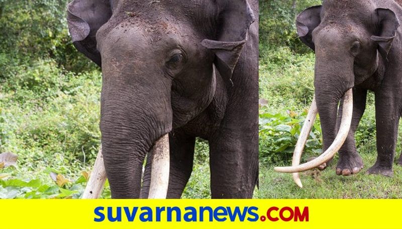 Bhogeshwar Fame Jumbo with longest tusks says goodbye pod