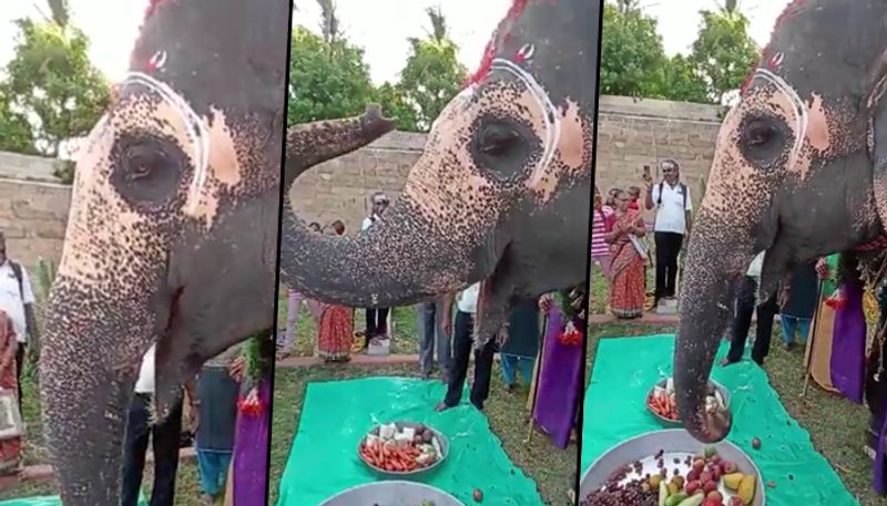 Tamil Nadu elephant celebrates birthday; Anand Mahindra shares an adorable video - gps