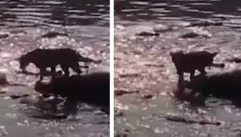 lion escapes from crocodiles 