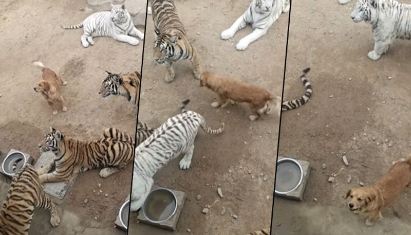 Dog walks courageously between tigers; viral video shocks netizens - gps