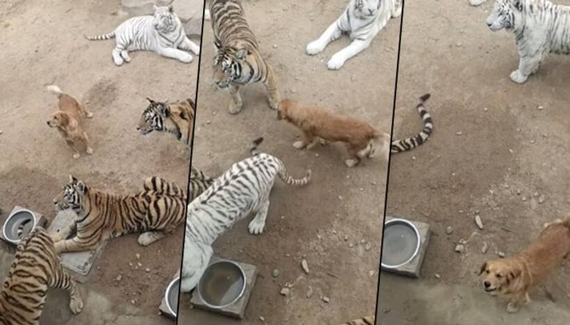 Dog walks courageously between tigers; viral video shocks netizens