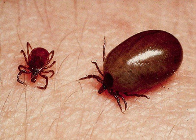 Scrub Typhus   in Odisha and Himachal Pradesh many dead gow