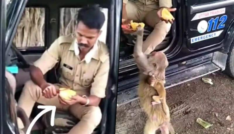 UP policeman offers mango to monkey; the kind act won netizens' hearts - gps