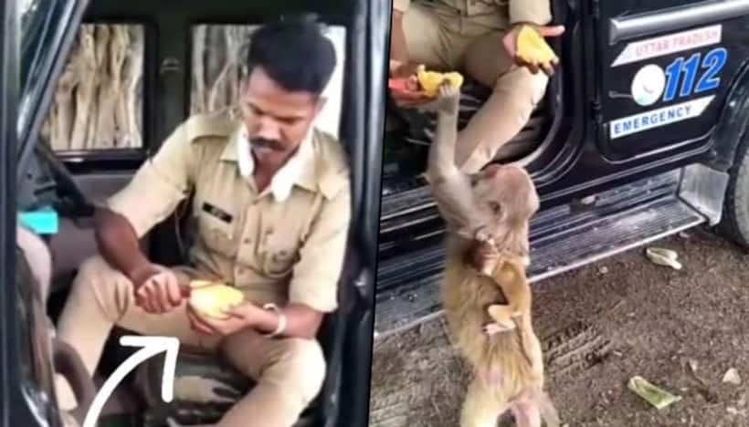 UP policeman offers mango to monkey; the kind act won netizens' hearts