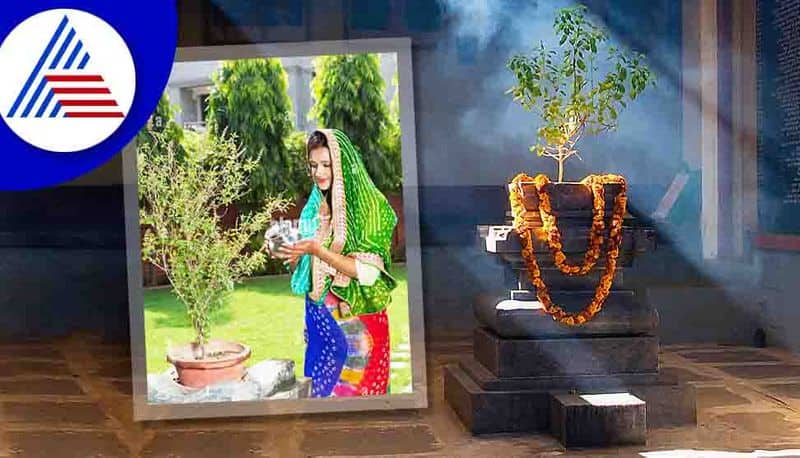 Vastu Tips Tulsi indicates about problems at home skr