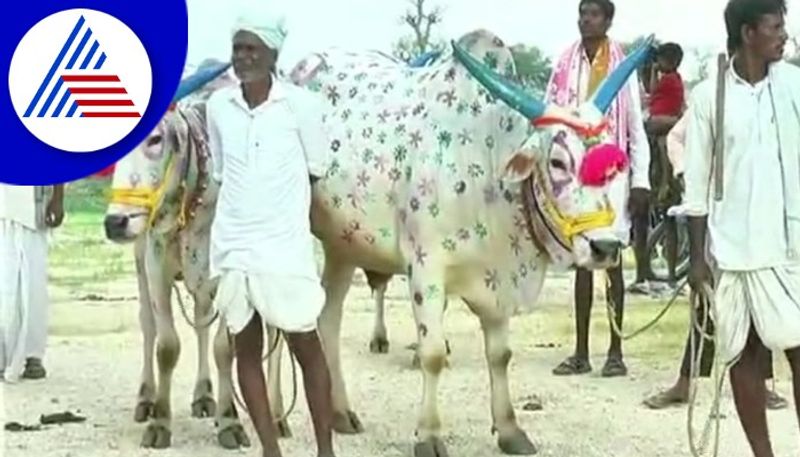 kara hunnime festival celebrated by the farmers in yadgir gow